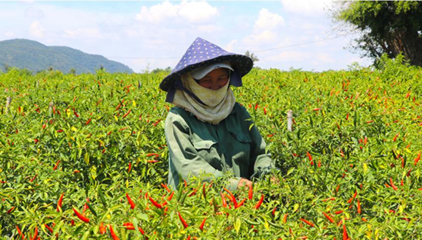 dieu-kien-thu-hoach-khi-xuat-khau-ot.jpg