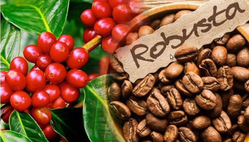 gui-hang-ca-phe-robusta-che-bien-kho.jpg