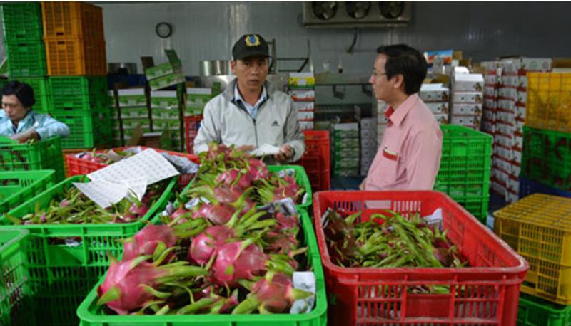 tieu-chuan-gui-hang-thanh-long-di-trung-quoc.jpg