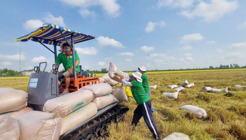 Tiêu chuẩn hồ sơ thủ tục xuất khẩu gạo sang trung quốc